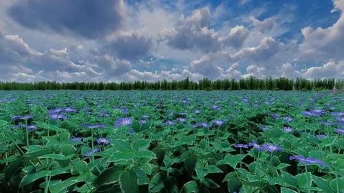 Purple Flowers Field Gently Swaying Under Cloudy Sky
