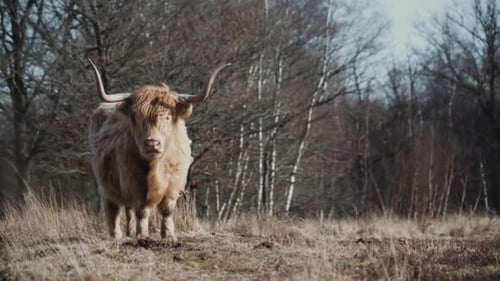Majestic Highland Cow Standing Proudly in Field