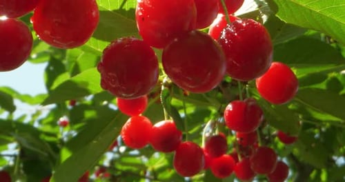 Cerise mûre sur un arbre