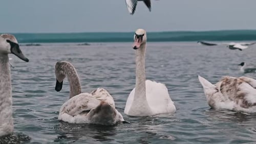 Swans and Cygnets Swimming in Lake
