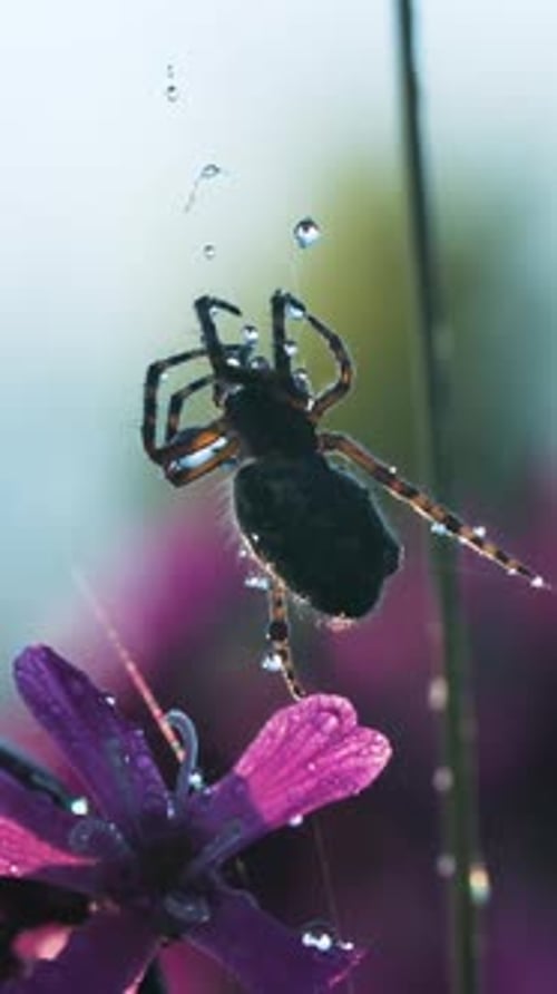 Spider in Macro Photography Creative A Large Black Spider Sits on a Spider's Web on Which There are