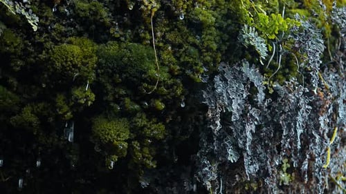 Spring Thaw Melting and Moss Begin Growing and New Life Emerges