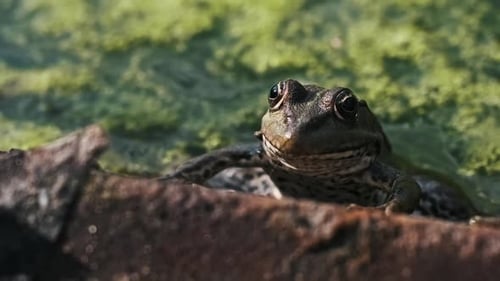 Close Up of a Frog in Natural Habitat