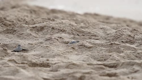 Winzige Baby-Meeresschildkröten kriechen über einen Sandstrand in Richtung Meer