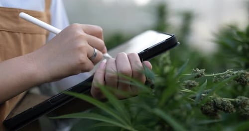 Young woman checking for research on green leaves of cannabis