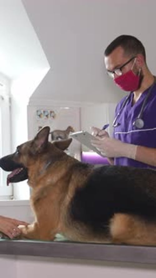 A Veterinarian is Examining a German Shepherd Dog in a Veterinary Clinic
