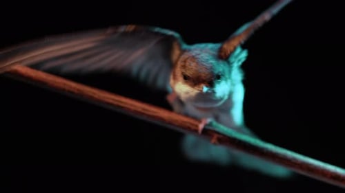 Whitethroated Swallow Hirundo Rustica Sitting on Wooden Branch and Rests