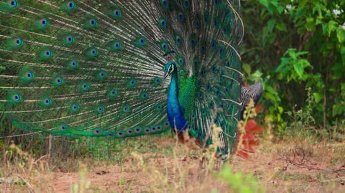 Peacock Displays its Colorful Plumage in Natural Setting