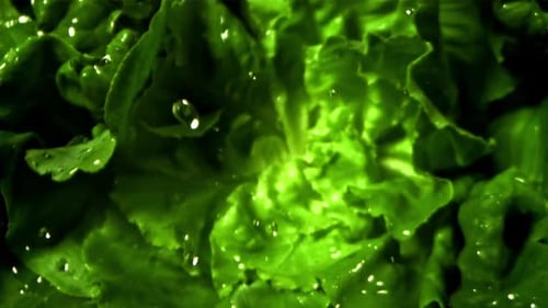 Washing Bright Green Lettuce Leaves Under Water