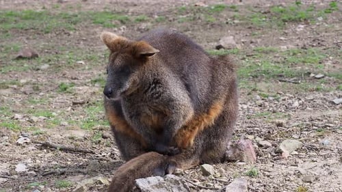 Wallaby steht im natürlichen Lebensraum und schaut nach rechts