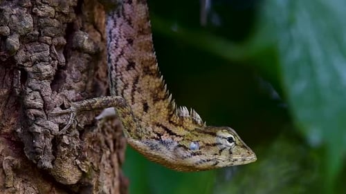The Oriental Garden Lizard is also called the Eastern Garden Lizard, Bloodsucker and Changeable Liza