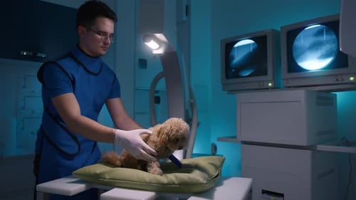 Veterinarian Examining Dog with X-Ray in Animal Hospital