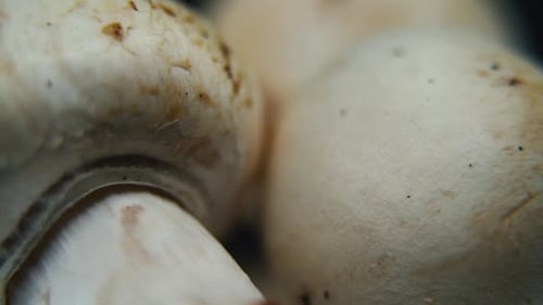crisp video of a pile of mushrooms, detailed RAW champignons, white caps reflection, on a rotating s