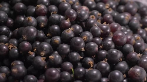 Closeup Pile of Fresh Black Currants