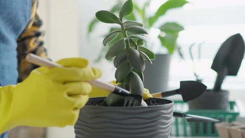 Green Corner in a Video That Demonstrates How Transplanting Houseplants Into Appropriately Selected