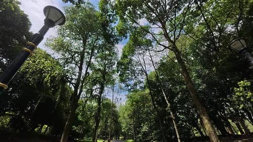 A lush tropical park with tall, shade-giving trees. Beneath, walkways and resting spots