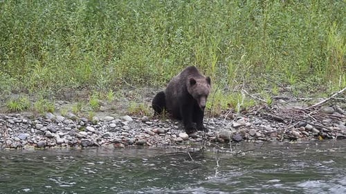 Big male grizzly bear standing beside river sits down on gravel bank