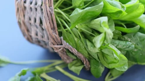 Fresh Spinach with Rotating on Black Background Close Up Video Top View Slow Motion Video Stock