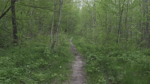 Forest Path in the Evening in Summer Movement Background Abstraction