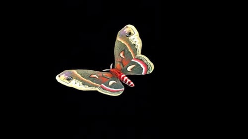 Cecropia Moth 3
