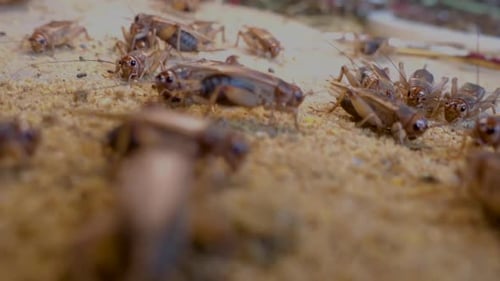 Close up video over many crickets eating in a crickets farm in Cambodia