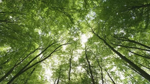 Green Trees in Spring Forest Nature, Up View Panorama