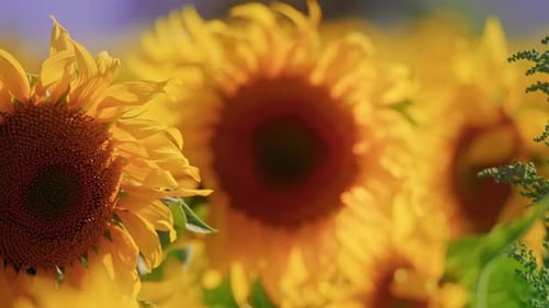 Sunflowers Field