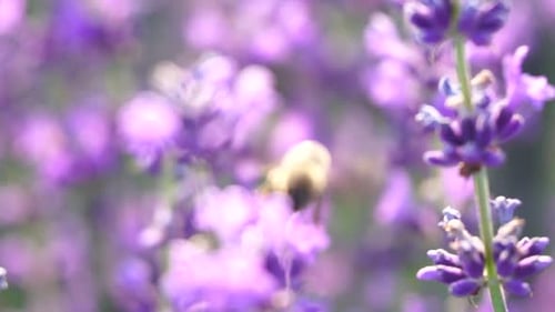 Lavender Fields with Fragrant Purple Flowers Bloom at Sunset Lush Lavender Bushes in Endless Rows