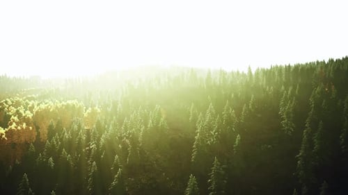 Sunlight Streaming Through Trees in a Lush Forest