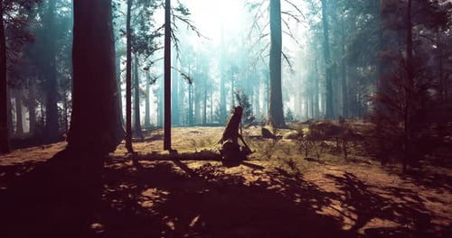 Majestic Forest Landscape at Dawn with Soft Sunlight Filtering Through Trees
