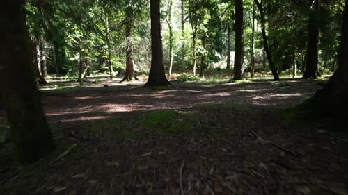 im Wald über dem Moos, gefilmt mit einer Drohne