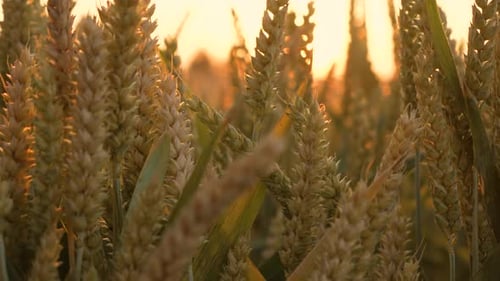 Goldene reife Weizenähren auf der Natur im Sommerfeld bei Sonnenuntergang Sonnenstrahlen in Nahaufnahme