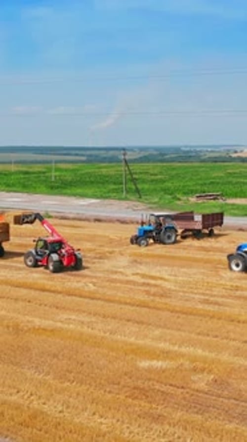 Picking bales of wheat hay at the agricultural field.