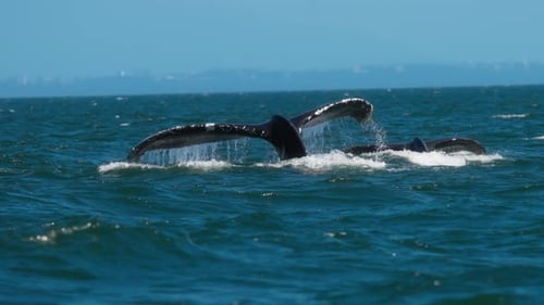 Close up of two tails of the humpback whales surfacing above the water