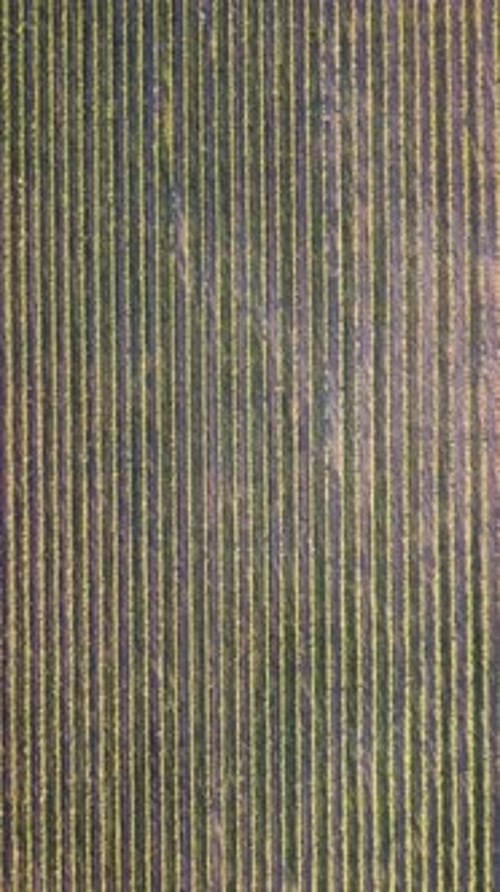Vue aérienne de la plantation de vignobles au coucher du soleil Drone cinématographique Vue aérienne sur Green Highland