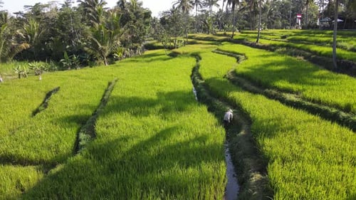Aerial view of a farmer in a rice terrace in Yogyakarta, Indonesia