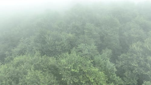 Flying over Mist Shrouded Green Forest Canopy Viewed From Above with Fog and Lush Trees