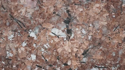 Snow Falling on a Tree with Brown Leaves