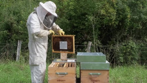 A beekeeper spends time in the middle of the forest by the beehives, holding a bee vacuum cleaner us