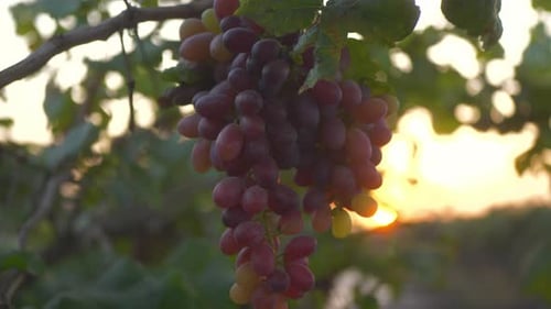 Lever de soleil à la ferme viticole, au vignoble