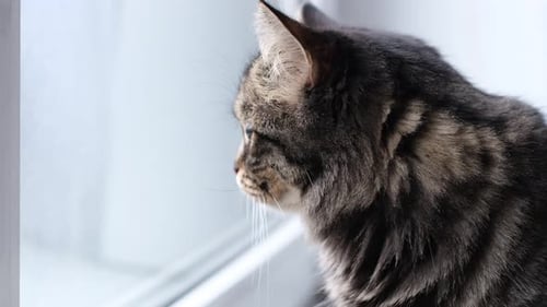 Katzen fühlen sich von Fenstern angezogen, wie sie die Düfte und Sehenswürdigkeiten der Natur verarbeiten und was das ist