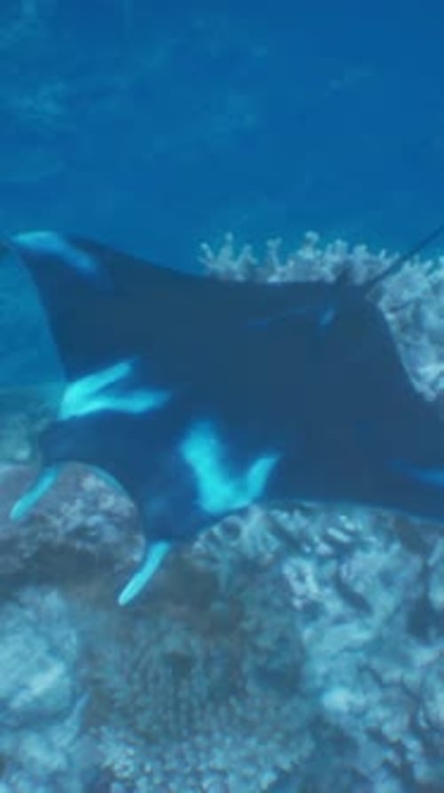 A Manta Ray Swims Through the Blue Water