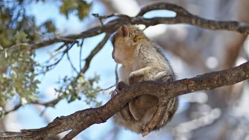 A monkey sits on a branch in the Azrou Forest, Morocco, during a sunny day