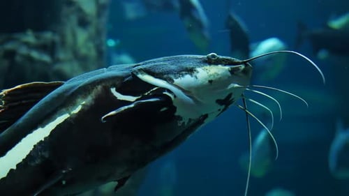 Large Redtail Catfish Swimming in Aquarium
