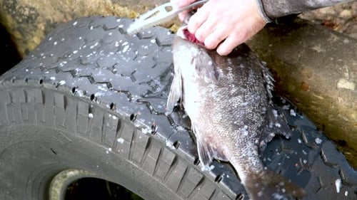 Galjoen black bream being scaled on tyre at harbour, closeup