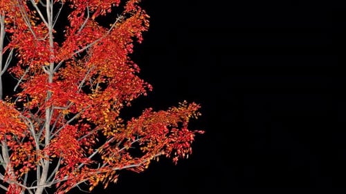 Swaying Autumn Tree Branch with Red and Orange Leaves