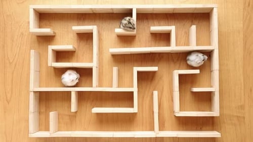 A Nimble Cunning Funny Hamster Runs Out of the Maze