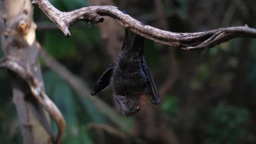 Junger fliegender Fuchs (Pteropus), der an einem Ast hängt. Gefilmt auf der Panasonic Lumix DC-GH5. Canon EF 50 m