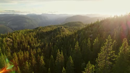 Towering Pine Trees Bathed In Bright Sunshine Amidst Lush Mountains