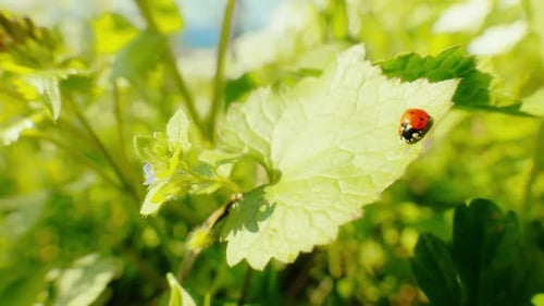 A vivid close-up of a ladybug on a green leaf with a sunny, blurred nature background highlighting t